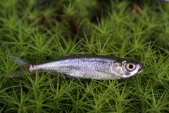 Leucaspius delineatus