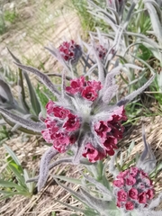 Cynoglossum magellense