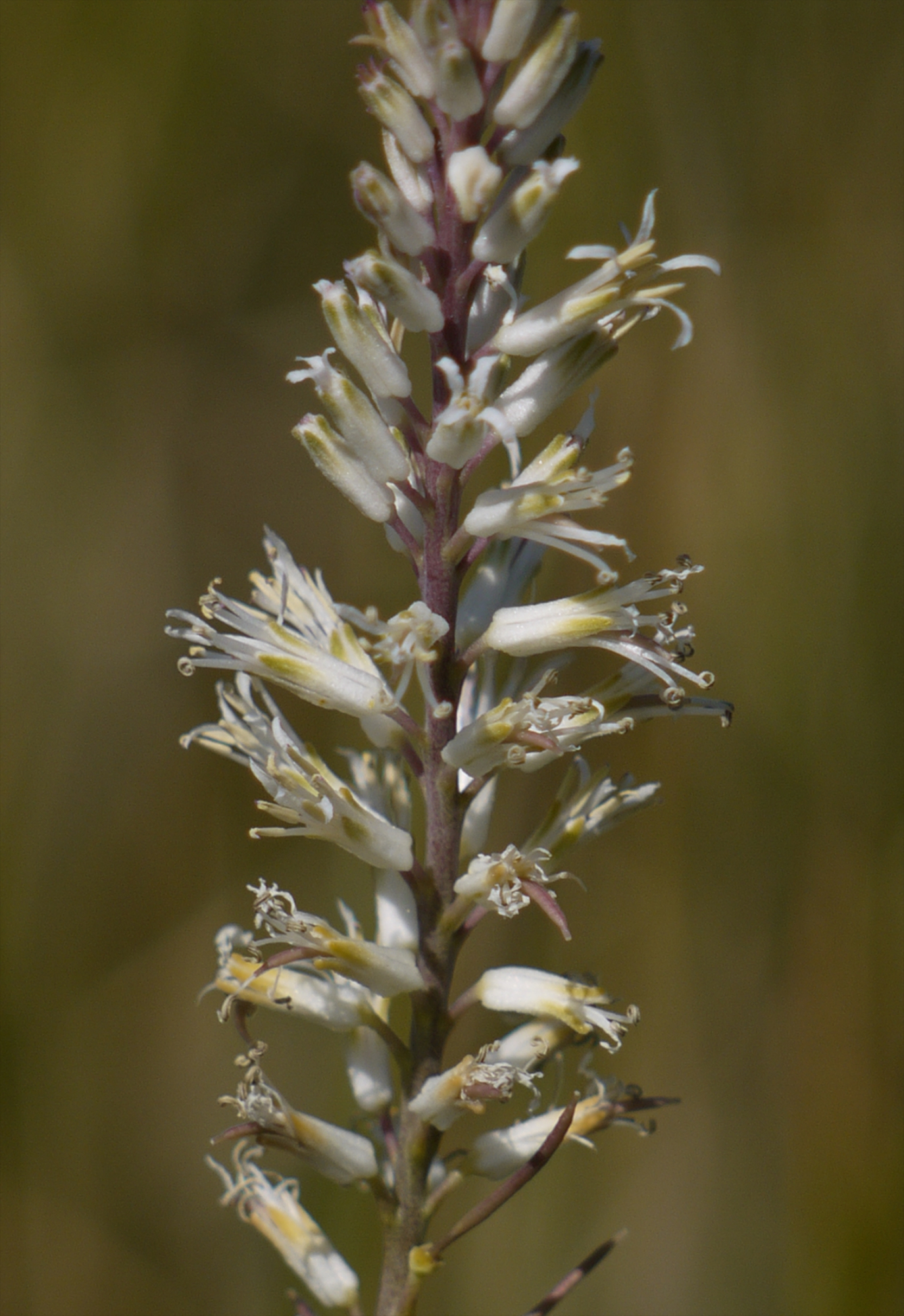 Thelypodium crispum