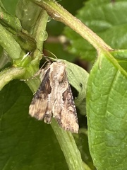 Lateroligia ophiogramma