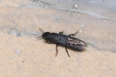 Platydracus scabrosus