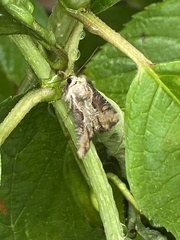 Lateroligia ophiogramma