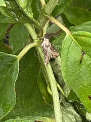 Lateroligia ophiogramma