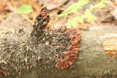 Hypocreopsis lichenoides
