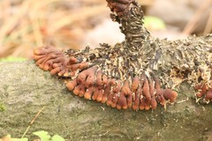 Hypocreopsis lichenoides