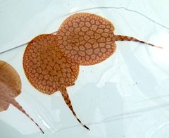 Potamotrygon schroederi