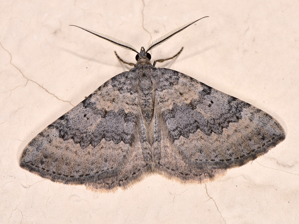 Scotopteryx octodurensis