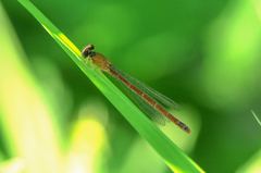 Amphiagrion