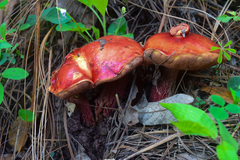 Exsudoporus