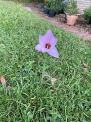 Zephyranthes robustus
