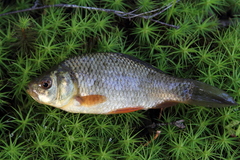 Carassius carassius