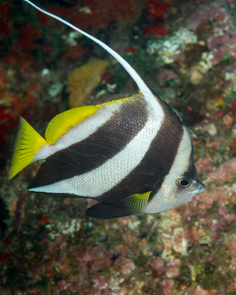 Schooling Bannerfish (Saltwater Fish of the Indo Pacific) · iNaturalist