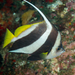 Schooling Bannerfish - Photo (c) David R, some rights reserved (CC BY-NC), uploaded by David R