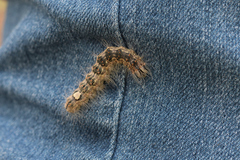 Noctuoidea
