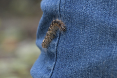 Noctuoidea