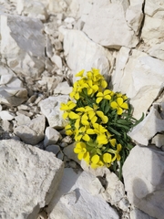 Erysimum pseudorhaeticum