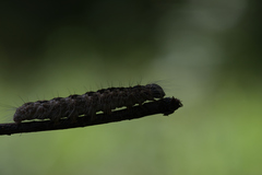 Noctuoidea