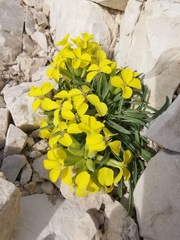 Erysimum pseudorhaeticum