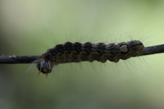 Noctuoidea