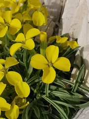 Erysimum pseudorhaeticum