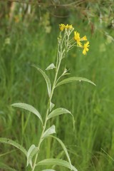 Jacobaea paludosa lanata
