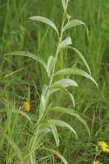 Jacobaea paludosa lanata