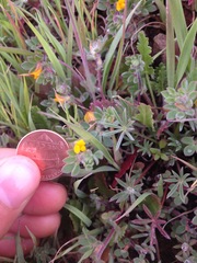 Acmispon wrangelianus