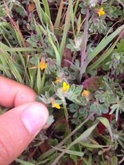 Acmispon wrangelianus