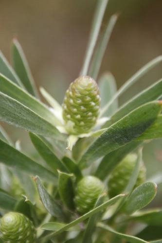 Image of Leucadendron macowanii by (c) Tony Rebelo, some rights reserved (CC BY-SA)