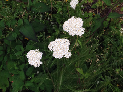 Achillea millefolium