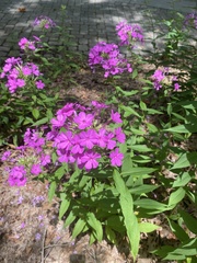 Phlox glaberrima