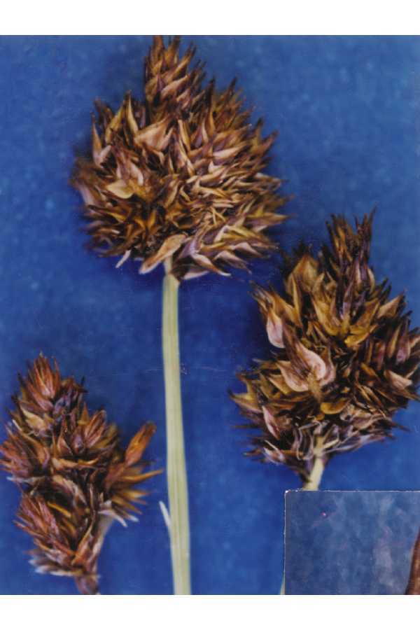 Carex abrupta