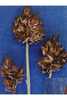 Carex abrupta - Photo (c) "<a href=""http://www.fs.fed.us/rm/boise/teams/shrub/shaw.htm"">USDA FS RMRS Boise Aquatic Sciences Lab</a>.", algunos derechos reservados (CC BY-NC-SA)