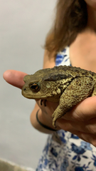 Bufo verrucosissimus