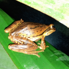 Polypedates maculatus