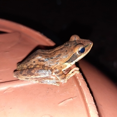 Polypedates maculatus