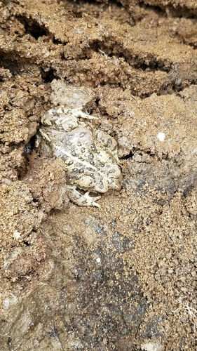 iNaturalist observation photo of Western Toad