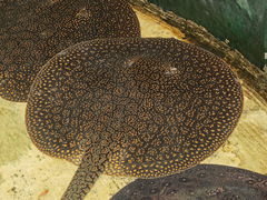 Potamotrygon scobina