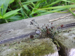 Cladonia rei