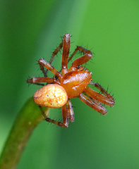 Araneus alsine