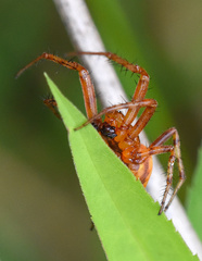 Araneus alsine