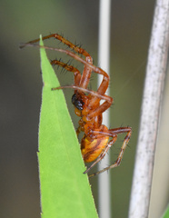 Araneus alsine