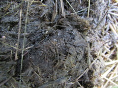 Thecotheus pelletieri