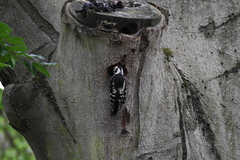 Dendrocopos major
