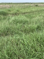 Spiza americana