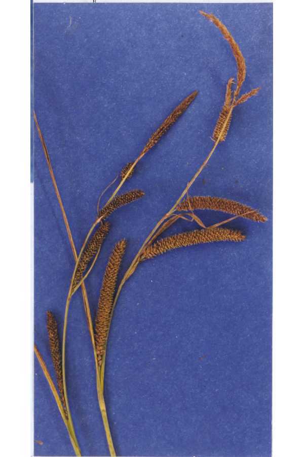 Carex angustata
