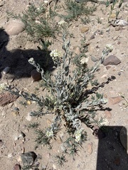 Dimorphocarpa wislizeni