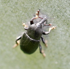 Baridina