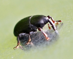 Baridina