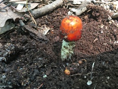 Amanita parcivolvata